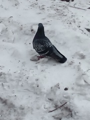 Columba livia domestica