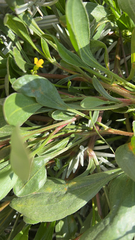 Scorpiurus muricatus