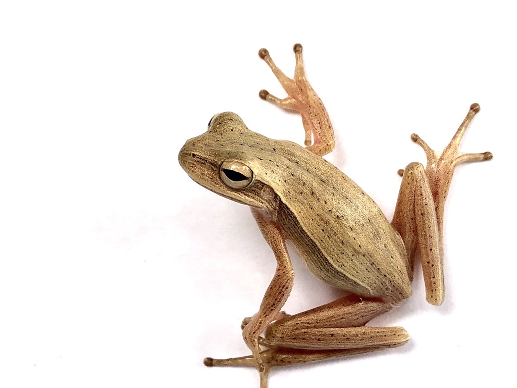 Fine-Lined Treefrog
