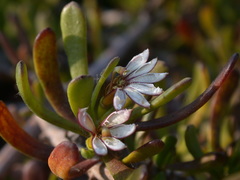 Scaevola hainanensis