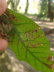 Ectoedemia heringella