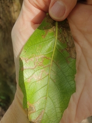 Ectoedemia heringella