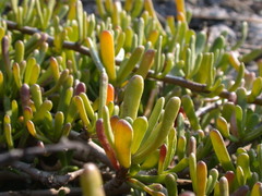 Scaevola hainanensis