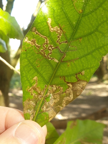 New Holm-Oak Pigmy