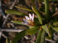 Scaevola hainanensis