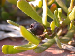 Scaevola hainanensis