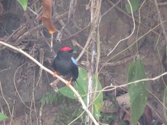 Chiroxiphia lanceolata