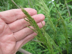 Achnatherum sibiricum