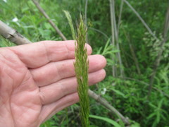 Achnatherum sibiricum