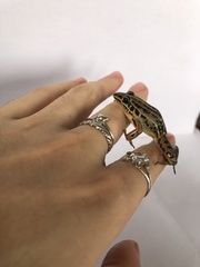 Leptodactylus plaumanni