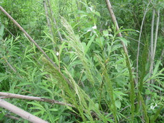 Achnatherum sibiricum