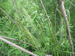 Achnatherum sibiricum