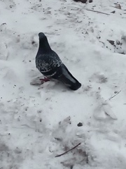 Columba livia domestica