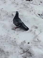 Columba livia domestica