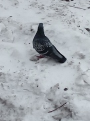 Columba livia domestica