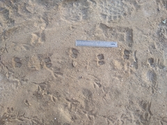 Paraechinus aethiopicus