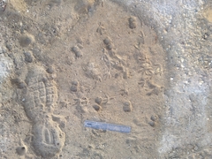 Paraechinus aethiopicus