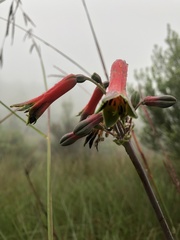Alstroemeria isabellana