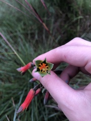 Alstroemeria isabellana