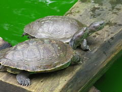 Trachemys