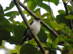 Ilicura militaris