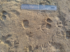 Paraechinus aethiopicus