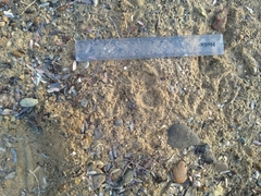 Paraechinus aethiopicus