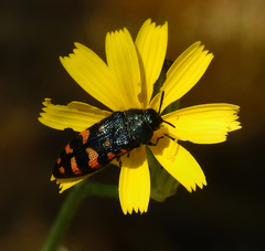 Acmaeodera pulchra