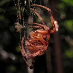 Araneus