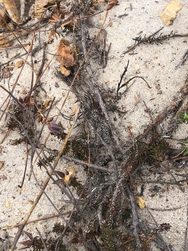 Image of Roella arenaria by (c) Charleen Brunke, some rights reserved (CC BY)