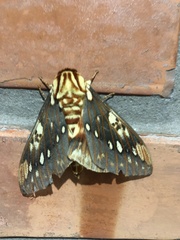 Citheronia brissotii