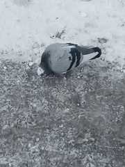 Columba livia domestica