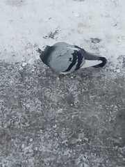 Columba livia domestica