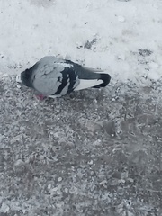 Columba livia domestica