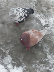 Columba livia domestica