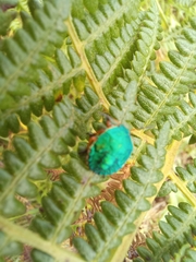 Erachtheus lutulentus