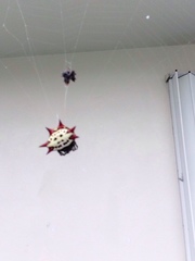 Gasteracantha cancriformis