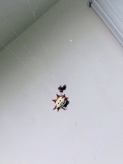 Gasteracantha cancriformis