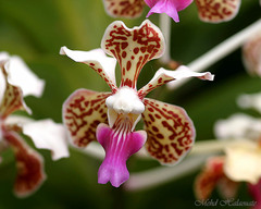 Vanda tricolor