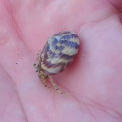 Paguroidea