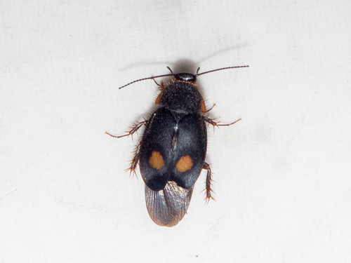Pacific Cockroach