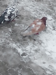 Columba livia domestica