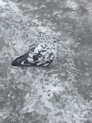 Columba livia domestica