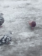 Columba livia domestica