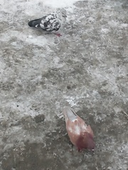 Columba livia domestica