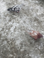 Columba livia domestica