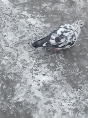 Columba livia domestica