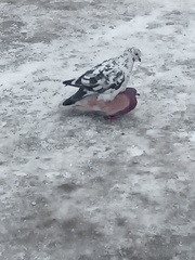 Columba livia domestica