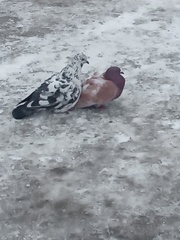 Columba livia domestica
