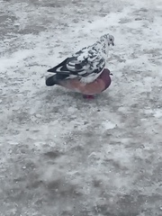 Columba livia domestica